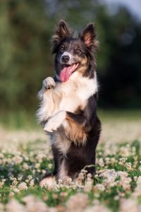 border collie dog standing its hind legs field flowers