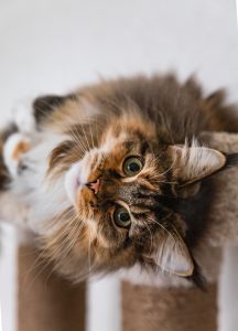 charming maine coon cat looking camera cat tree near light wall scratching post