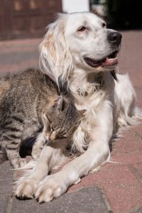 dog cat playing together outdoor cat dog friendship cat dog love (1)