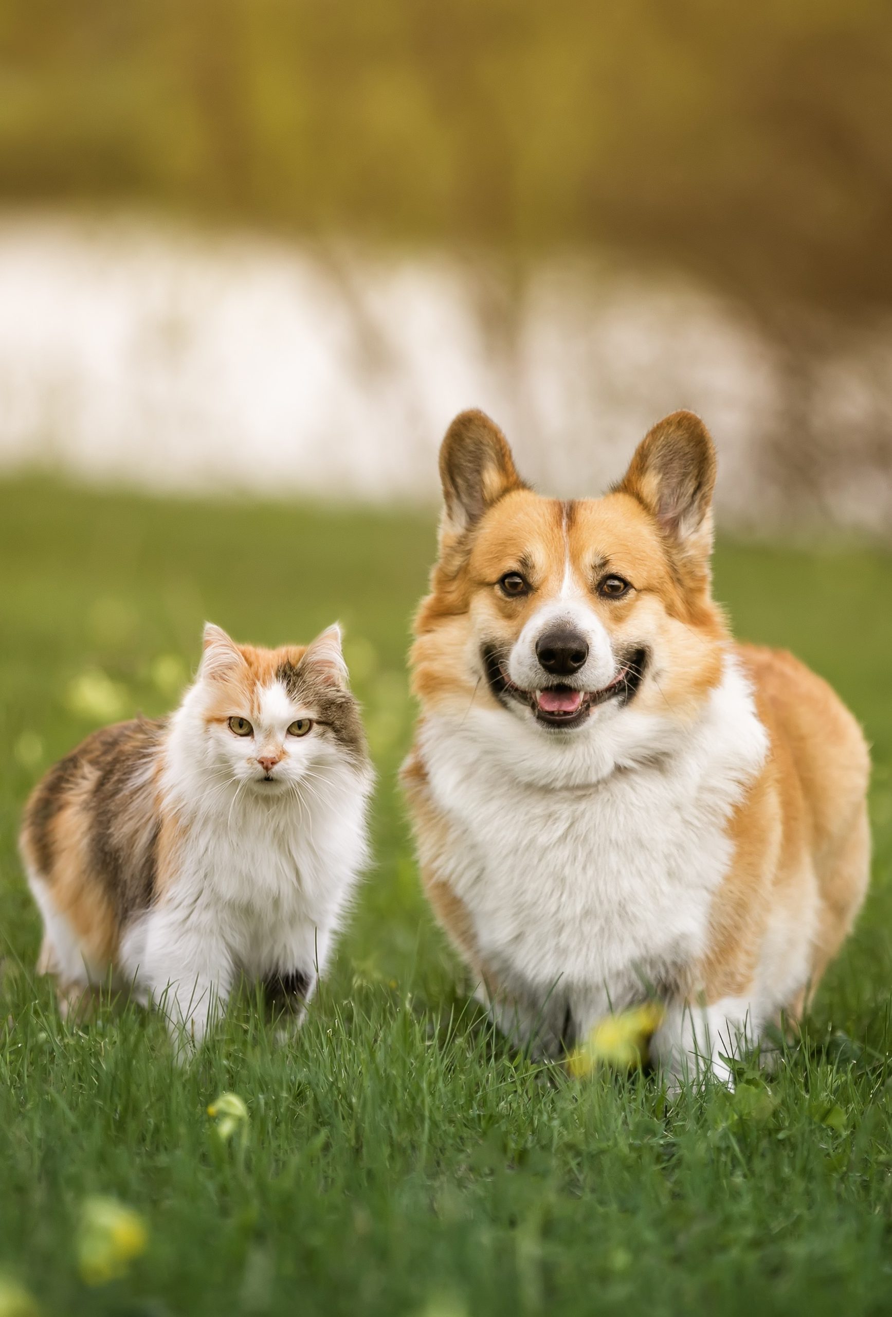 furry friends red cat cheerful corgi dog stand each other green meadow sunny spring day