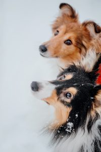 two dogs snow one which is wearing red scarf