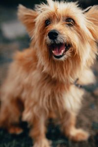 vertical selective focus shot yorkshire terrier